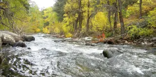 Ancient Wyoming forests took 100,000 years to rebound from PETM-like warming