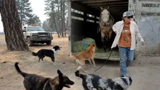 Oregon Ranchers Rally to Save Cattle as Grasshopper Fire Threatens Range
