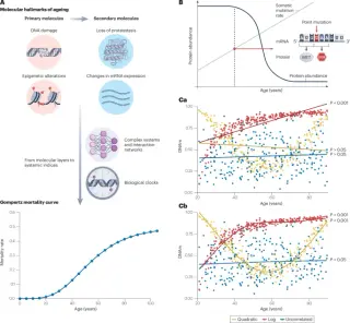 Non-linear aging: identifying critical transition windows for healthspan interventions
