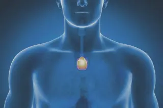 Thymus Revealed as Key Regulator of Aging and Cancer Risk