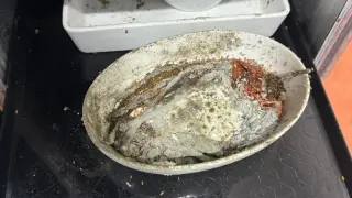 Maggots, mold and vermin alleged at LAX-area airline catering facility