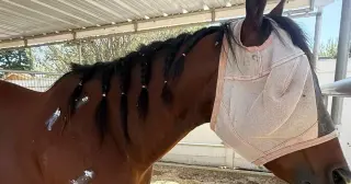 Teen accused of stabbing three horses at Las Vegas show after stalking rider
