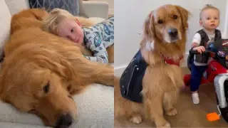 A Golden Bond: Toddler Finds His First Love in a Family Dog