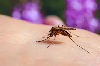 Beat the bite: science-backed ways to be less attractive to mosquitoes