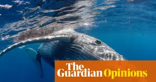 Humpback Mother Keeps Vigil Over Stillborn Calf, Sparking Grief Debate