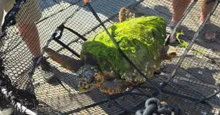 Chlorophyllis' Comeback: A Sea Turtle's Rehab Ends in Ocean Return