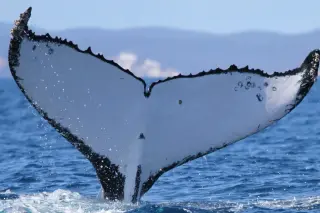 Humpback whales log a 9,000-mile record migration from Australia to Brazil
