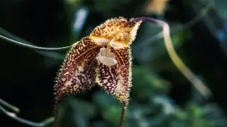 Gothic Orchids in Global Crossfire: The Dracula Trade Threatening Rare Species