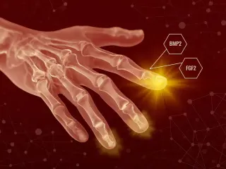 Two-Step Growth Factor Therapy Sparks Regeneration in Mice