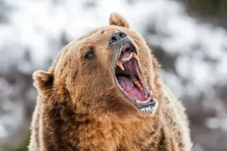 Alaska trail runner hospitalized after bear spray deters brown bear on trail