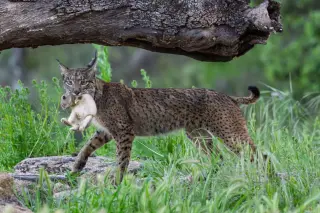 Lynx Soaks Prey to Hydrate Cubs, Revealing Local Wildcat Culture