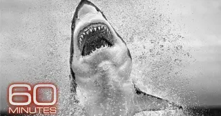 Air Jaws Photographer Reflects on Shark Decline and Conservation