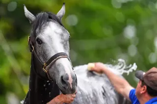 Great White Scratched Late From Derby After Jockey Flip, Horse Reported Fine