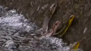 Aerial ambush: about 20 snakes pluck fish from a stream in rare footage