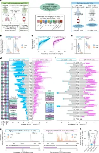 Lung TRM cells persist as durable, pathogen-spanning guardians in humans