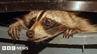 Lexicon Growth: Merriam-Webster Adds 1,400 New Words, From Trash Panda to Cuffing Season