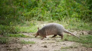 Armadillos Linked to Florida Leprosy Surge, Public Urged to Take Precautions