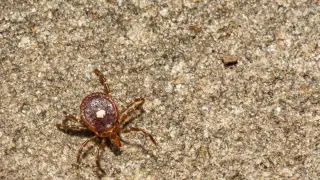 New York Faces STARI Mystery as Lone Star Tick Spreads North