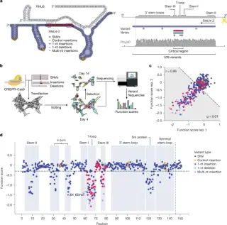 RNU4-2 variant map uncovers two distinct neurodevelopmental disorders