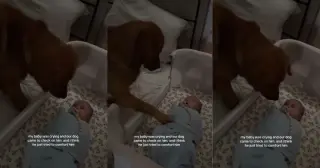 Paw of Comfort: Golden Retriever Calms Crying Baby