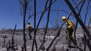 Forest Service Reorganization Fueled by Timber Push Draws Fire