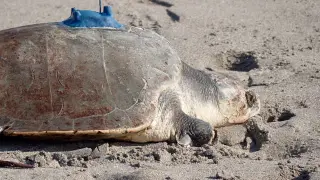 Beijing accuses foreign spies of mapping its coast with sea turtles
