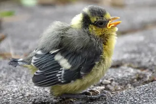Urban Birds Flee From Women Faster Than From Men
