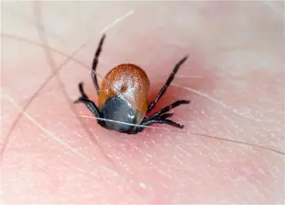 China identifies ALTNV, a new tick-borne virus linked to SFTS-like illness