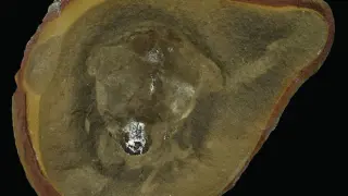 Ancient fossil once hailed as the oldest octopus reclassified as a nautiloid