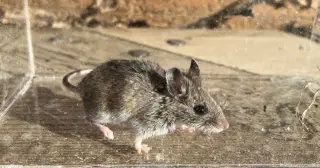 Colorado reports fatal hantavirus case, urges rodent precautions