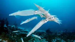The Great Squid Boom: Climate Change and Overfishing Rewire Ocean Food Webs
