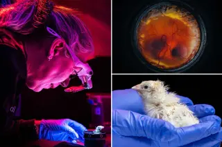 Breakthrough artificial eggs hatch chicks, boosting de-extinction hopes