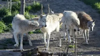 Chernobyl Wolves Multiply Sevenfold, Show Cancer-Resistant Genetic Clues