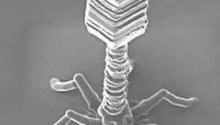 Radical Numerics Administers First AI-Designed Phage to Human Patient