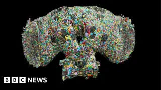 Tiny Fly Brain, Big Clues About Behavior