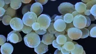 Ocean Fungi Revealed as Major Carbon Keepers in Arctic Fjords