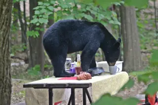 Drought-fueled bear attack ends in euthanization near South Platte