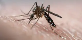 Australia's Wolbachia Mosquito Trials Inform Google's Sterile-Mosquito Plan