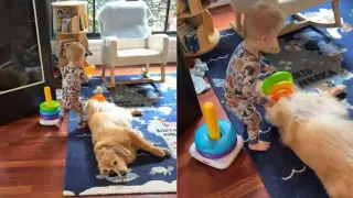 Tiny Toddler Discovers a Golden Best Friend During Playtime