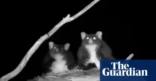 New study shows greater gliders glide far shorter distances than once claimed