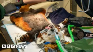 Edinburgh Zoo’s Sole Red Panda Bruce Undergoes Dental Surgery