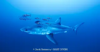 Mediterranean records rare underwater glimpse of a great white