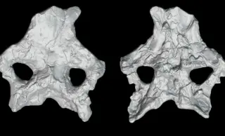 Spain’s Intact Stegosaur Skull Forces a New Dawn in Dinosaur Evolution