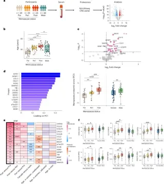Blood Proteomics Link Menopause to Brain Aging and Dementia Risk