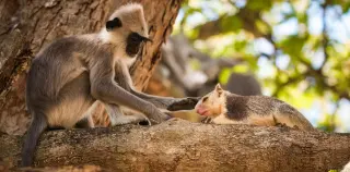 When Primates Befriend Other Species: A New Look at Cross-Species Bonds