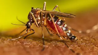 CDC Report Details USVI Dengue Outbreak: 263 Cases, First Death Since 2005, and Two-Month Testing Delays