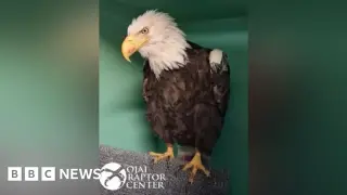 Beloved California Bald Eagle Jackie Dies After Prolonged Care