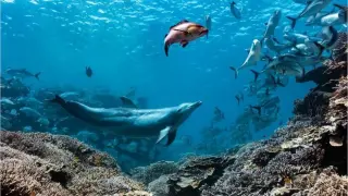 Dolphin Bubbles Eats Regurgitated Prey in a Rare Foraging Trick