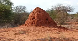 Brazil's Hidden Dirt Grid: 200 Million Termite Mounds Reveal Ancient Underground Network
