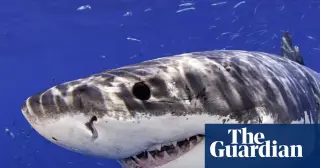 Great White Shark Breach and Five-Shark Sighting Prompt Advisory at California’s Marina State Beach